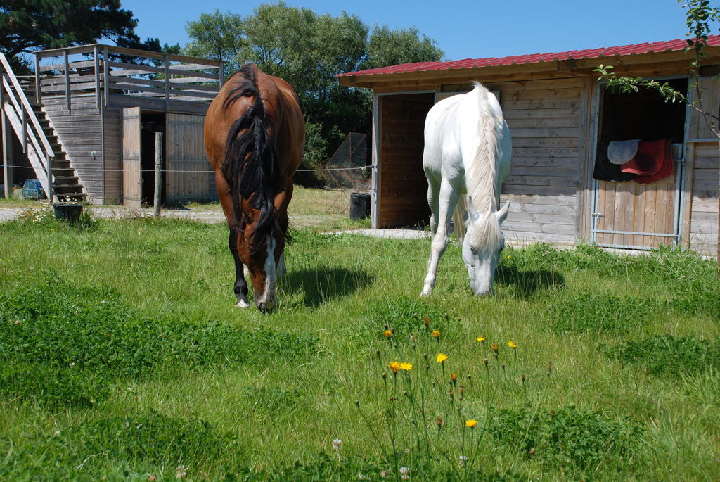 Roulotte Gites O Bien-Etre Massage Spa Sejour Bien-Etre En Hebergement Insolite Roulotte Karantez Ou En Gites Melon Ou Yock A 800 M Des Plages Maison D'Hote Drogou Porspoder Værelse billede