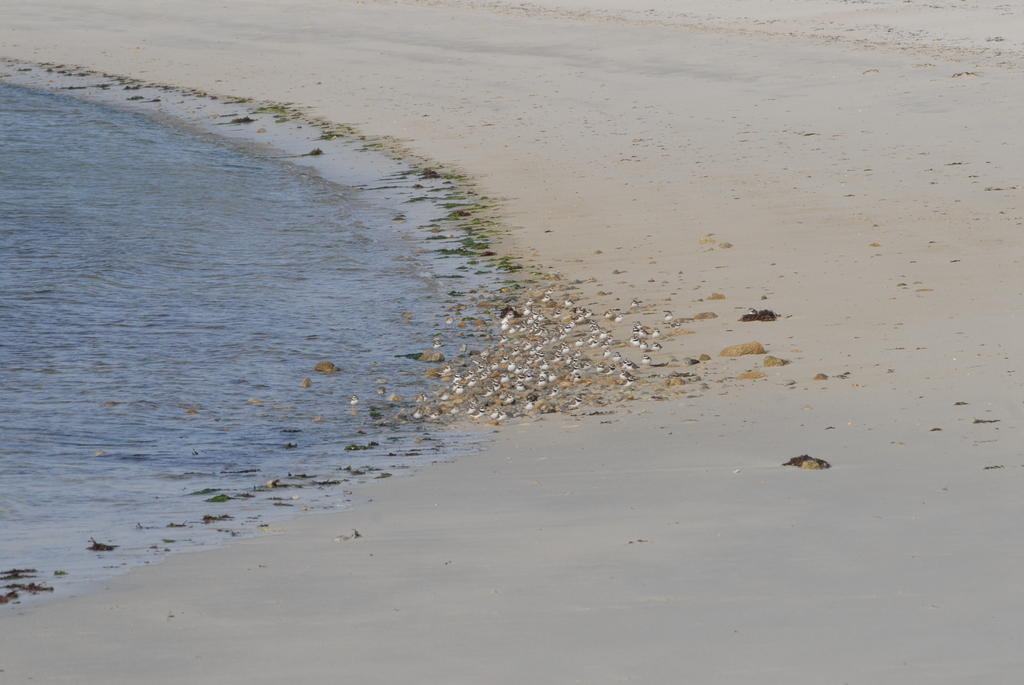 Roulotte Gites O Bien-Etre Massage Spa Sejour Bien-Etre En Hebergement Insolite Roulotte Karantez Ou En Gites Melon Ou Yock A 800 M Des Plages Maison D'Hote Drogou Porspoder Eksteriør billede