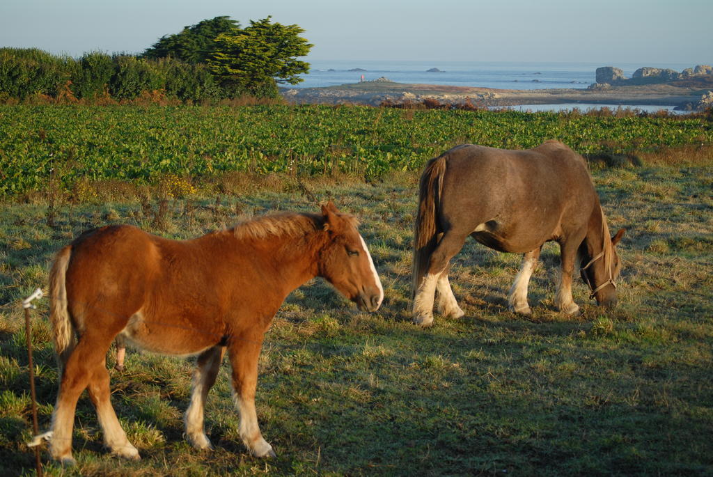 Roulotte Gites O Bien-Etre Massage Spa Sejour Bien-Etre En Hebergement Insolite Roulotte Karantez Ou En Gites Melon Ou Yock A 800 M Des Plages Maison D'Hote Drogou Porspoder Eksteriør billede